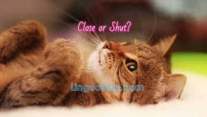 Close vs. Shut